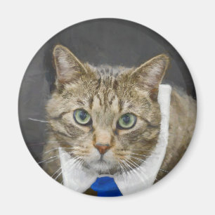 Cute Tabby Cat Brown Grey Blue Tie Pet Magnet
