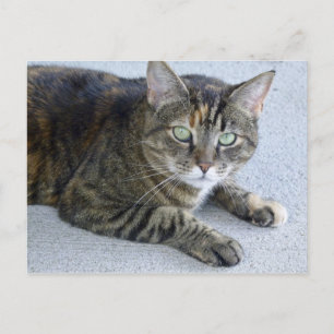 Cute Tabby Cat Photo Postcard