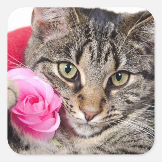 Cute Tabby Cat With Rose Square Sticker (Front)