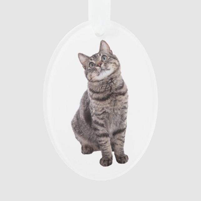 Cute tabby Chat (devant)