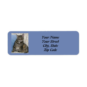 Cute Tabby Chat Bleu