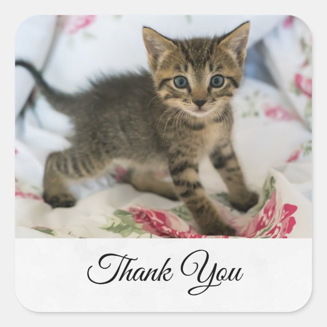 Cute Tabby Kitten Looking Surprised Thank You Square Sticker (Front)