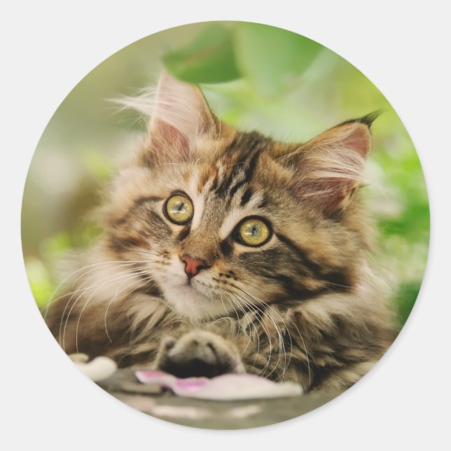 Cute Tabby Maine Coon Cat Kitten Fluffy Head Photo Classic Round Sticker (Front)