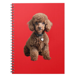 Cute Teacup Poodle Red Folder Notebook