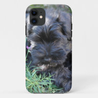 Cute Terrier Dog