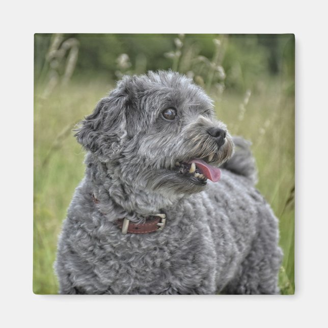 Cute Terrier Dog Magnet (Front)