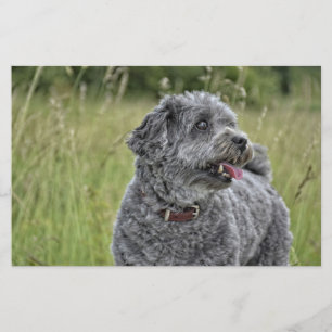 Cute Terrier Dog Stationery