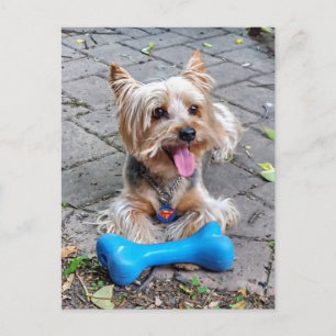 Cute Terrier  Postcard