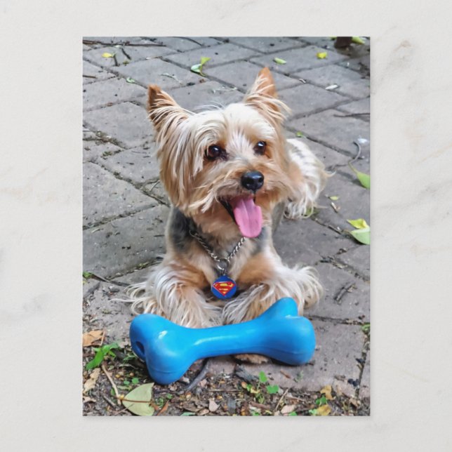 Cute Terrier  Postcard (Front)