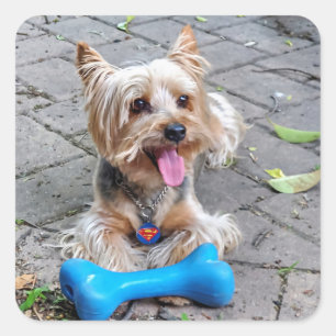 Cute Terrier Square Sticker