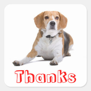 Cute Thank You Beagle Puppy Dog Greeting Stickers