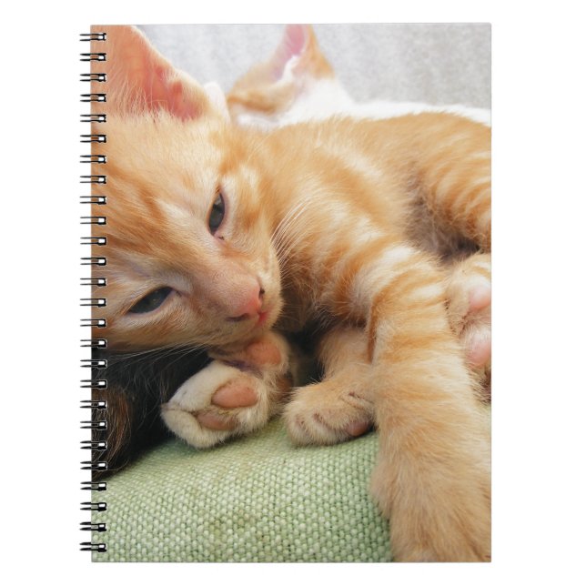 Cute Tiger Stripe Kitten Notebook (Front)