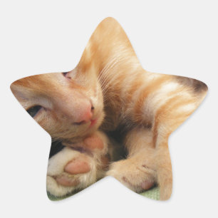 Cute Tiger Stripe Kitten Star Sticker
