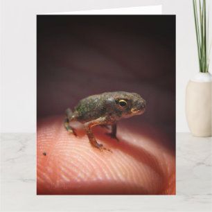Cute Tiny Baby Toad / Tadpole Card