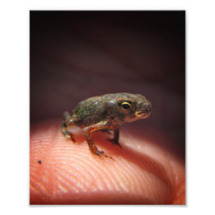 Cute Tiny Baby Toad / Tadpole Photo Print