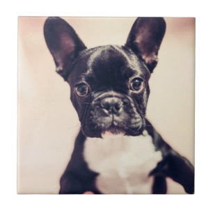 Cute Tiny Black and White Puppy Tile
