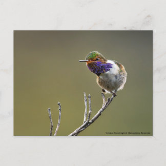 Cute Tiny Hummingbird Selasphorus flammula Postcard