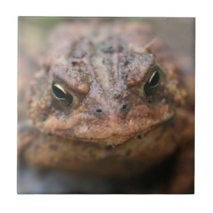 Cute Toad Face Animal Tile