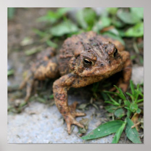 Cute Toad Face Close Up Poster