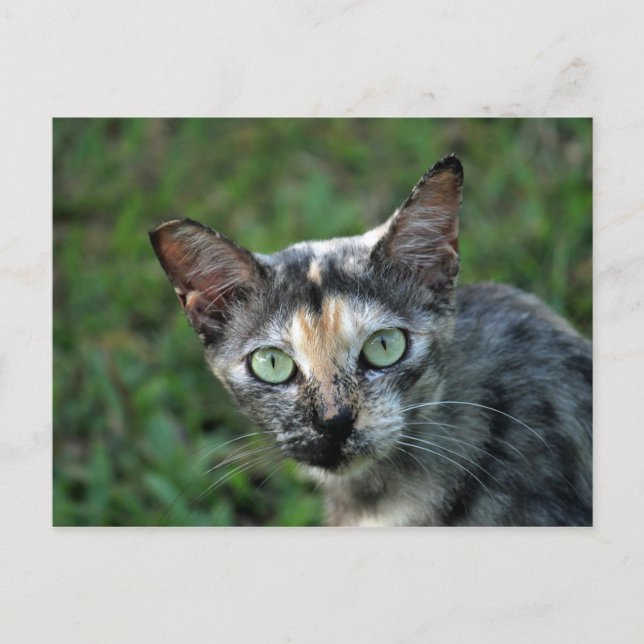 Cute Tortoiseshell Cat Photo Postcard (Front)