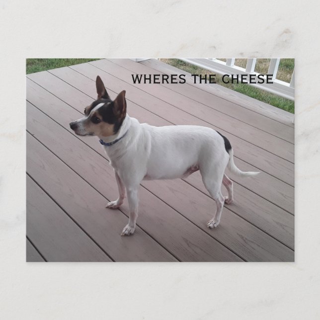 cute toy fox terrier/chihuahua dog postcard (Front)