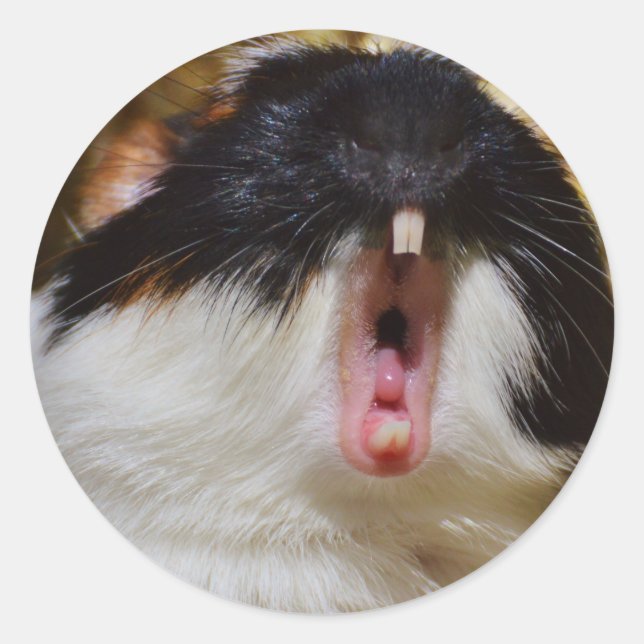 Cute Tri-colour Guinea Pig Yawning Classic Round Sticker (Front)