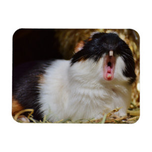 Cute Tri-colour Guinea Pig Yawning Magnet