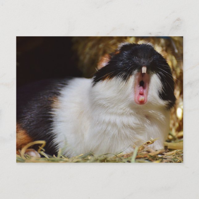 Cute Tri-colour Guinea Pig Yawning Postcard (Front)