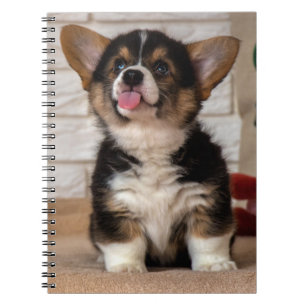 Cute Tri colour Pembroke Welsh Corgi Puppy Dog Notebook