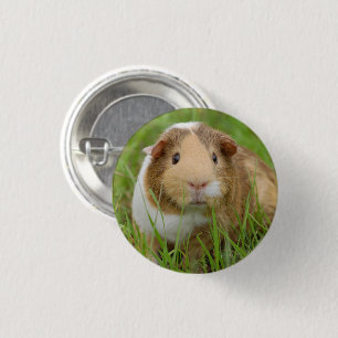 Cute Tricolor Guinea Pig in Green Grass 1 Inch Round Button