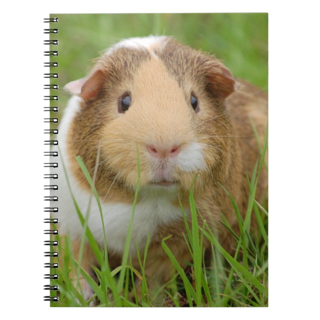 Cute Tricolor Guinea Pig in Green Grass Notebook (Front)