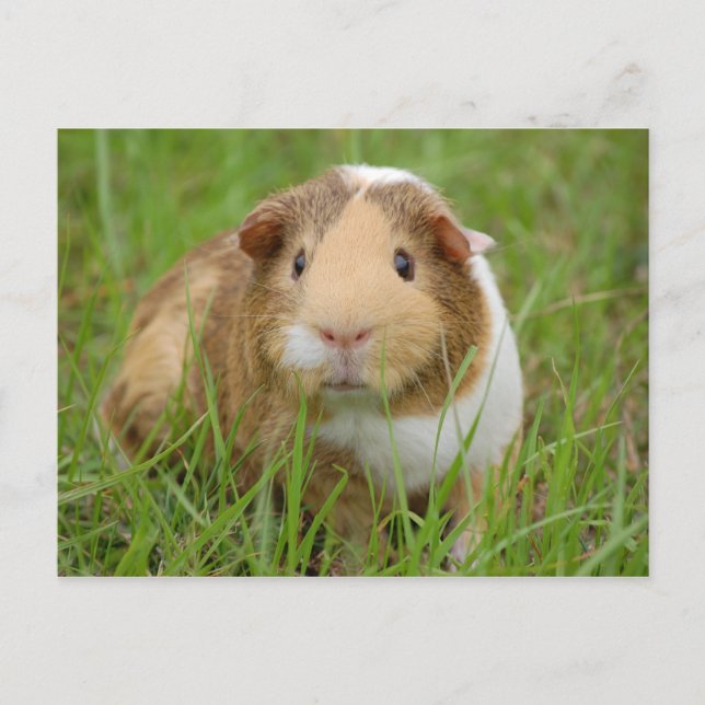 Cute, Tricolor Guinea Pig in Green Grass Postcard (Front)