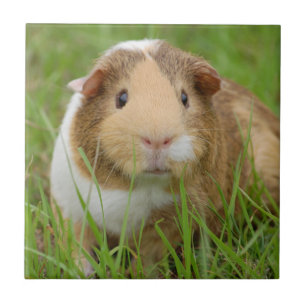 Cute Tricolor Guinea Pig in Green Grass Tile