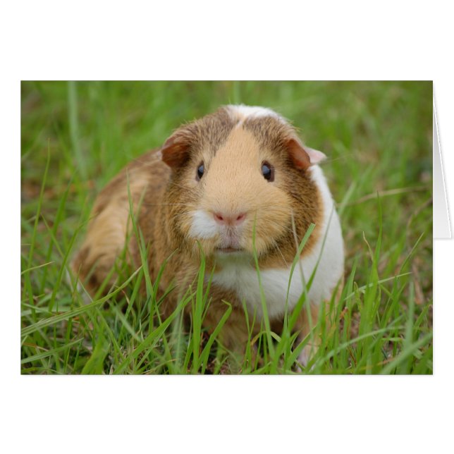 Cute, Tricolore Guigne en verre vert (Devant horizontal)