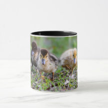 Cute Triplet Muscovy Ducklings Running