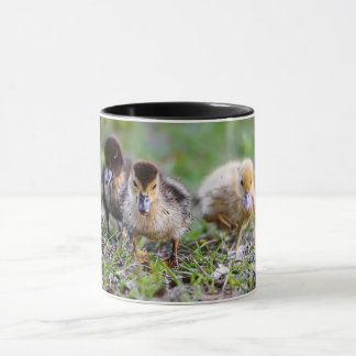 Cute Triplet Muscovy Ducklings Running  Mug