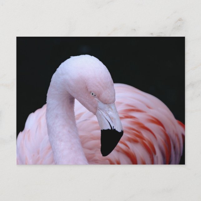 Cute Tropical Pink Flamingo Postcard (Front)