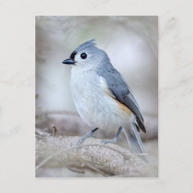 Cute Tufted Titmouse Postcard (Front)