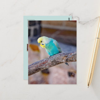 Cute Turquoise Budgie Custom Photo Postcard