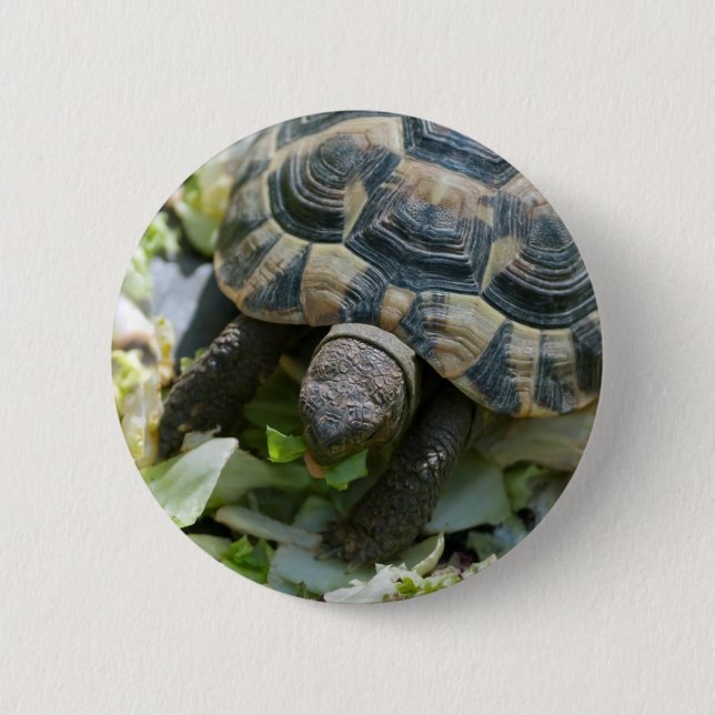 Cute Turtle 2 Inch Round Button (Front)