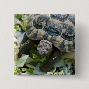Cute Turtle 2 Inch Square Button