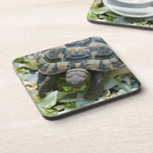 Cute Turtle Coaster
