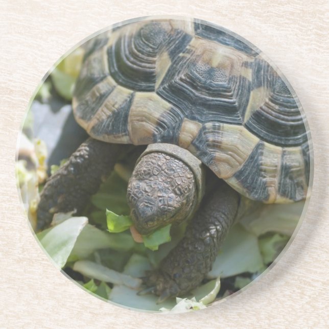 Cute Turtle Coaster (Front)