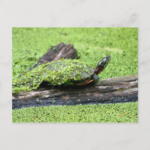 Cute Turtle covered in green having Fun. Postcard