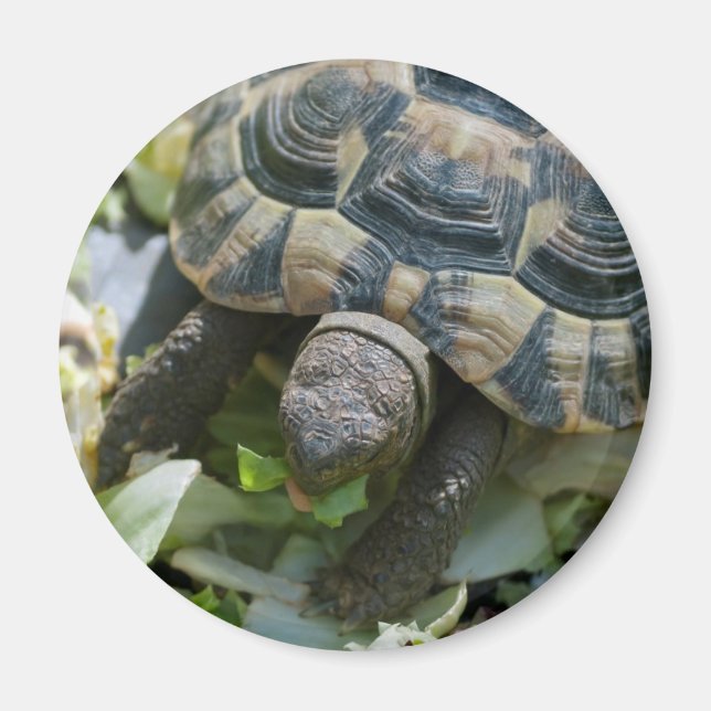 Cute Turtle Magnet (Front)