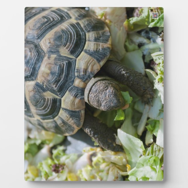 Cute Turtle Plaque (Front)