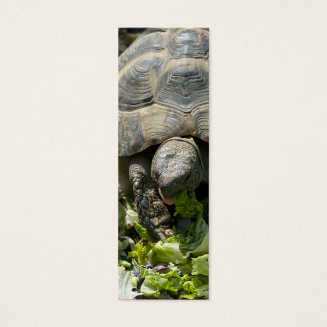 Cute Turtles (Front)