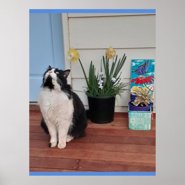 Cute Tuxedo Cat Black White Cats Floral Daffodil  Poster (Front)