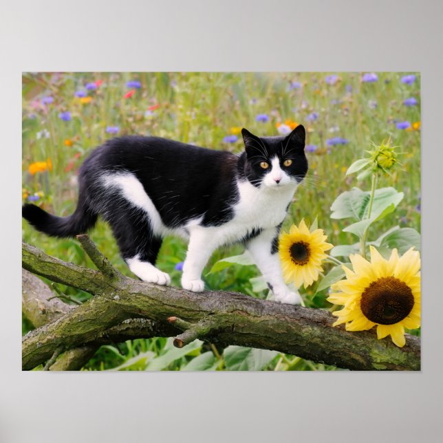 Cute tuxedo cat on a tree branch with sunflowers - poster (Front)