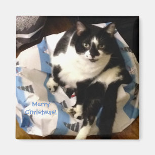 Cute Tuxedo Cat, on Present Christmas Magnets